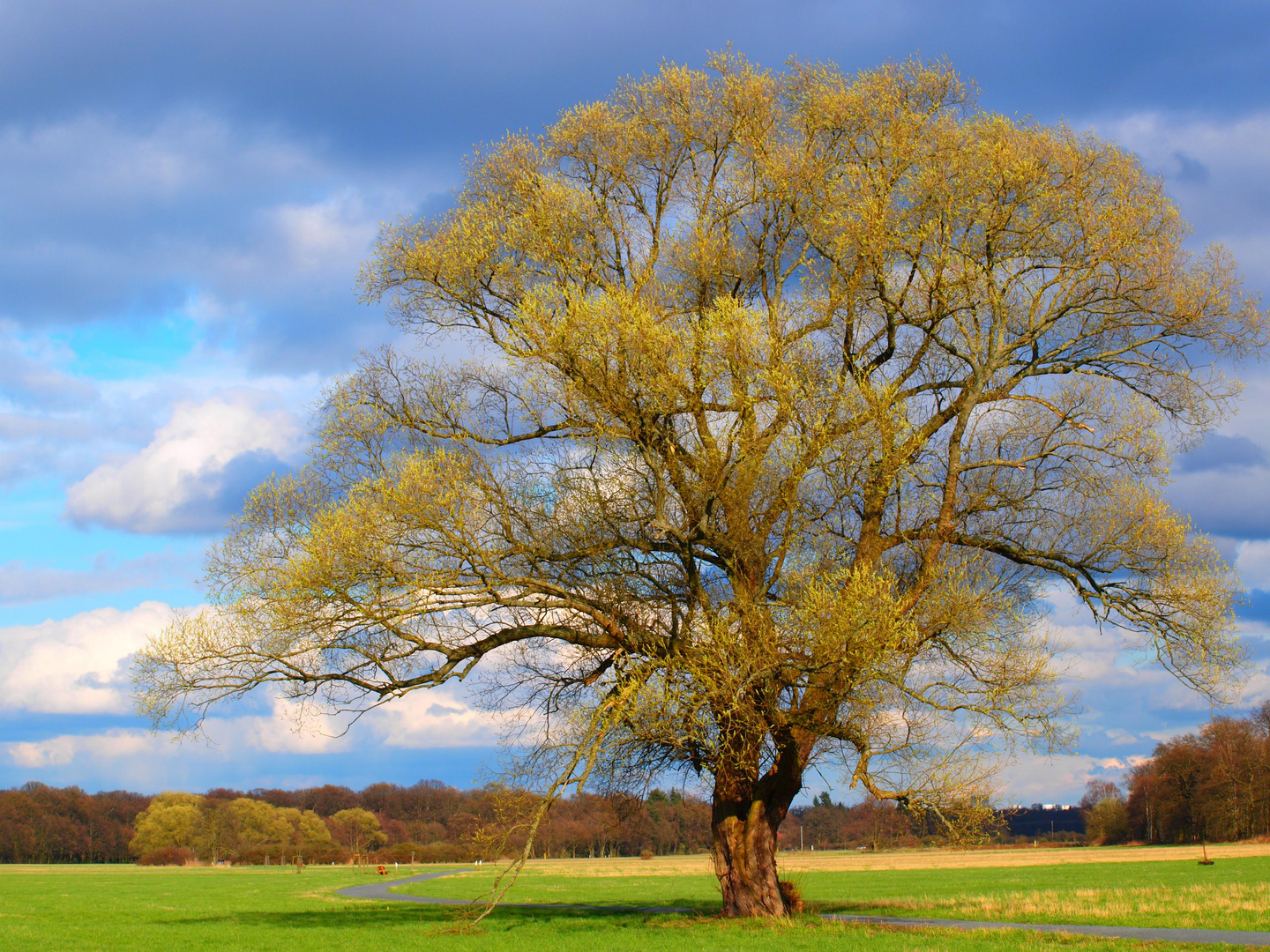 Baum am Weg