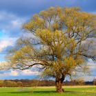 Baum am Weg