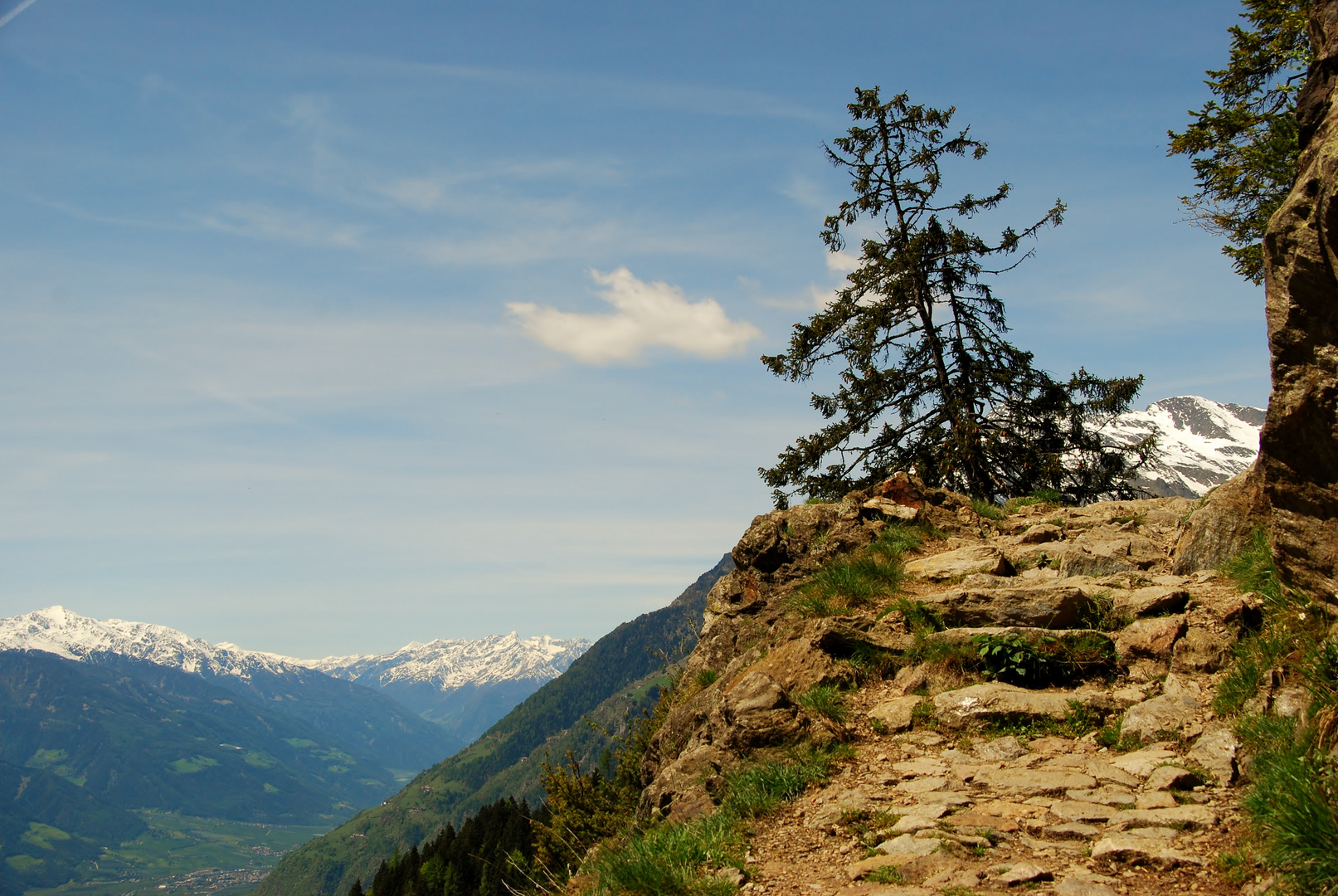 Baum am Weg