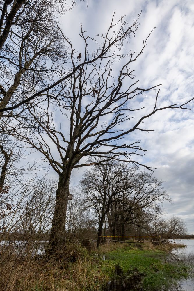 Baum am Weg 