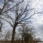 Baum am Weg 