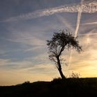 Baum am Weg