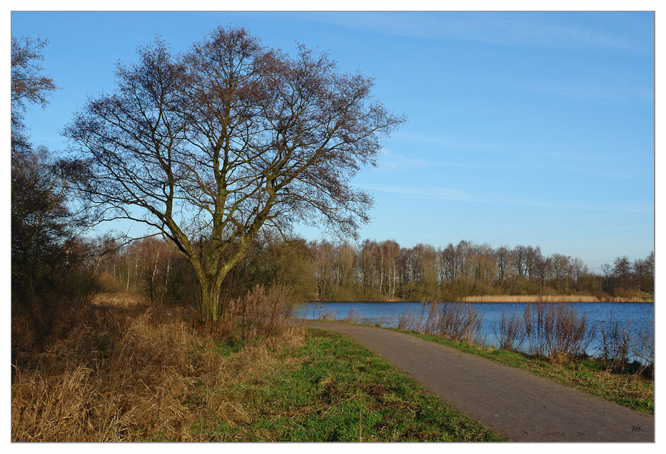 Baum am Weg