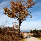 Baum am Weg