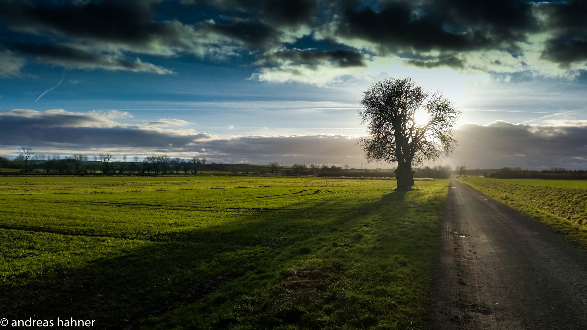 Baum am Weg