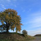 BAUM am WEG oder WEG um BAUM ?