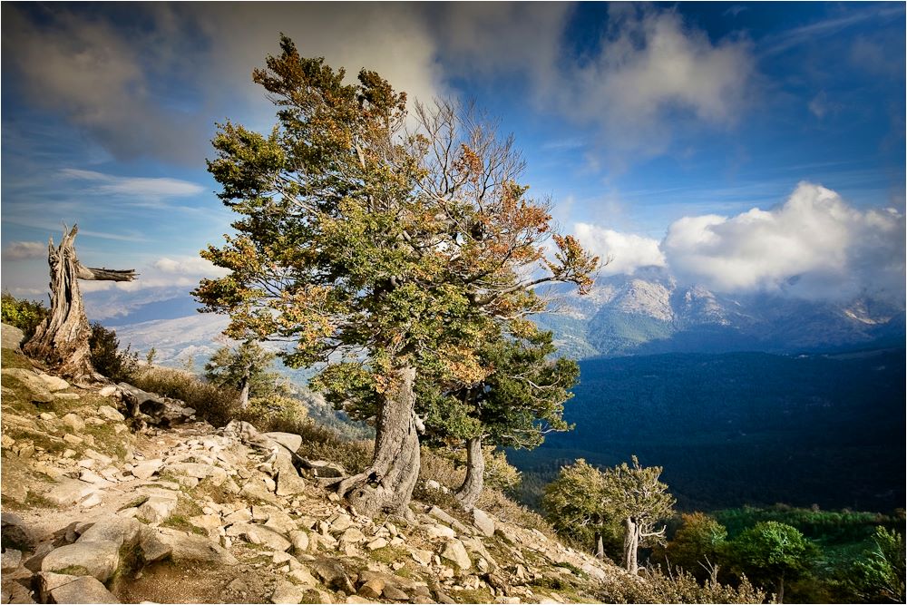 Baum am Wege