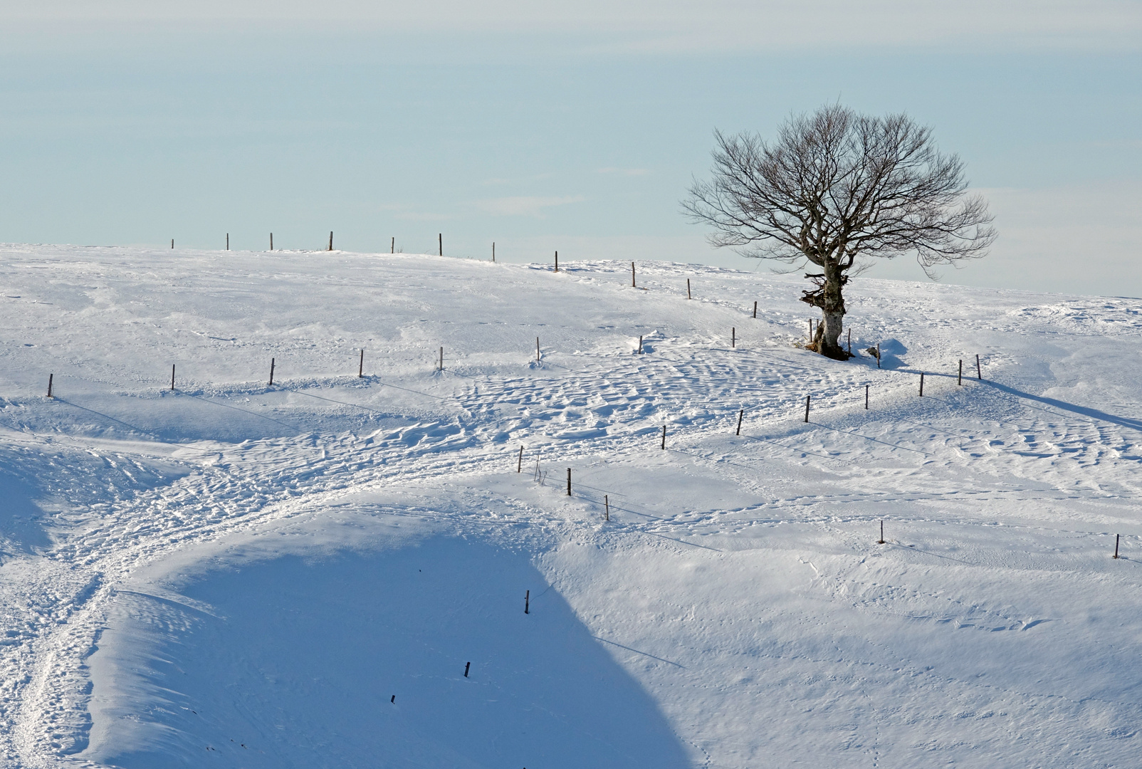 Baum am Wege