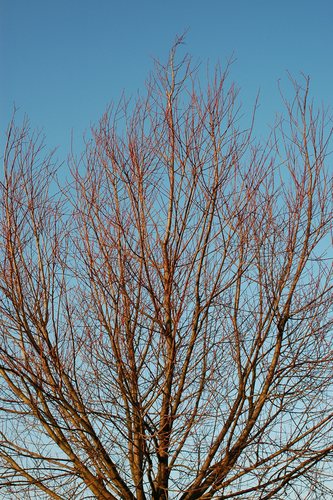 Baum am Wegesrand