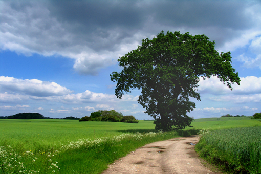 Baum am Wegesrand