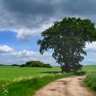 Baum am Wegesrand