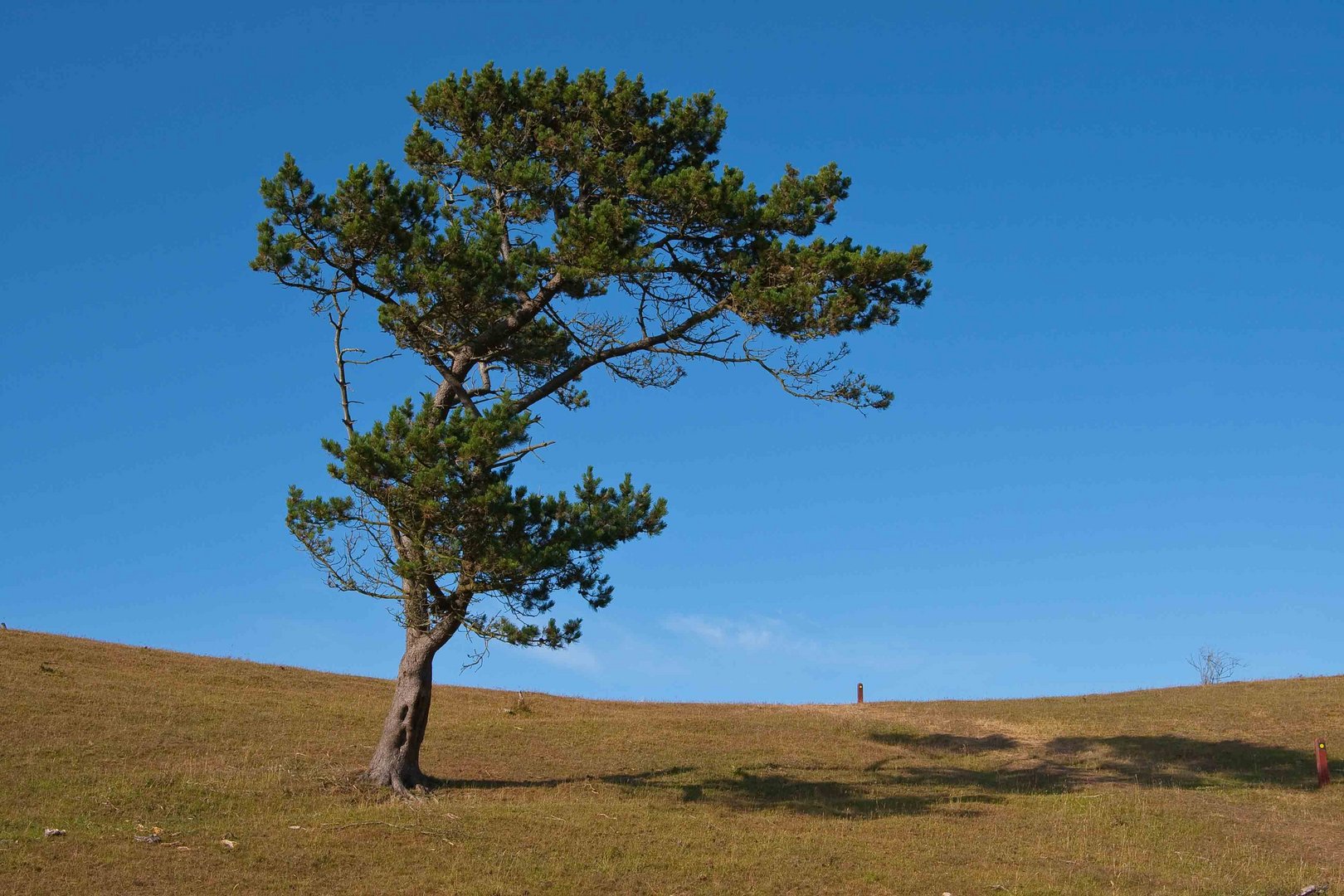 Baum am Wegesrand