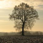 Baum am wegesrand