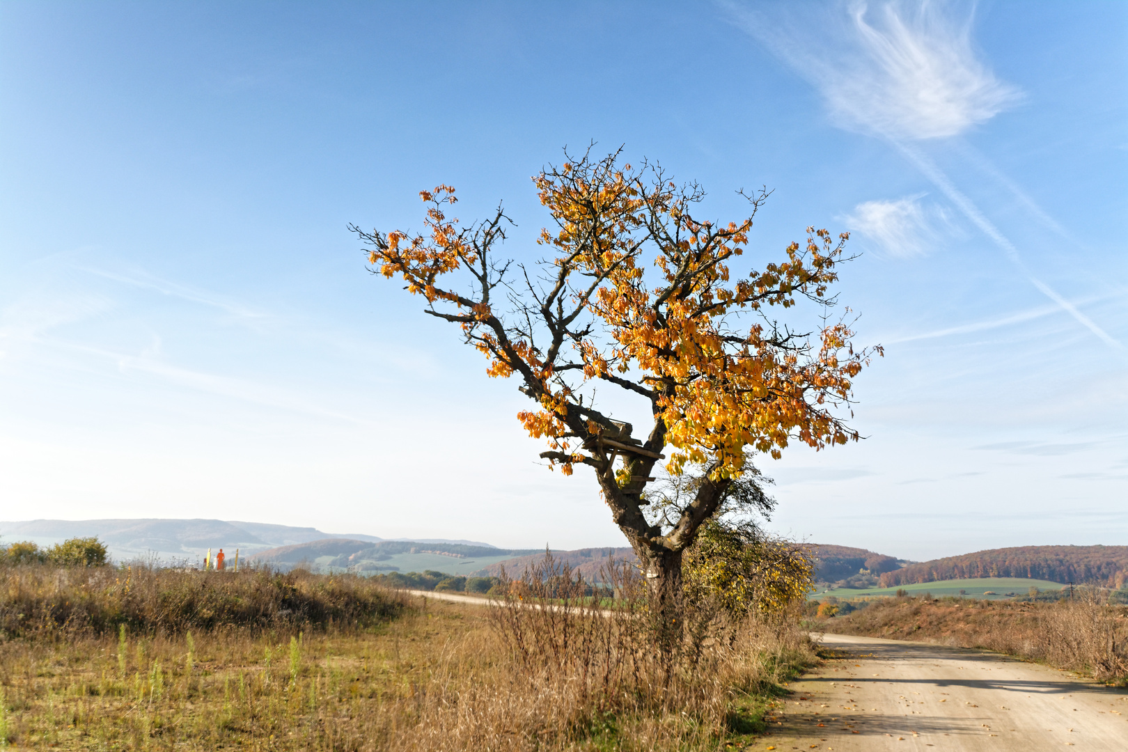 Baum am Wegesrand