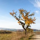 Baum am Wegesrand