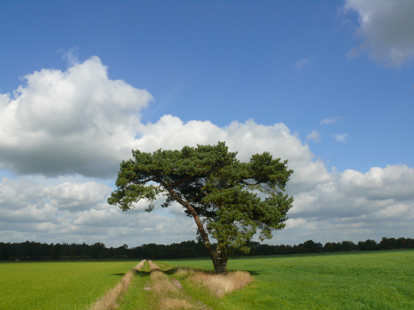 Baum am Wegesrand