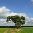 Baum am Wegesrand