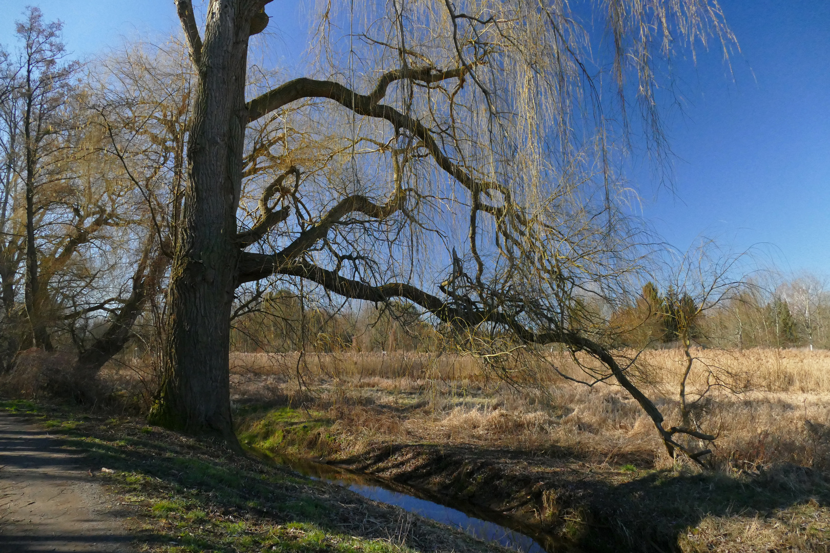 Baum am Wegesrand