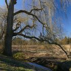 Baum am Wegesrand