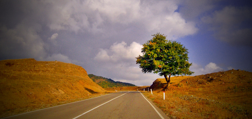 Baum am Wegrande