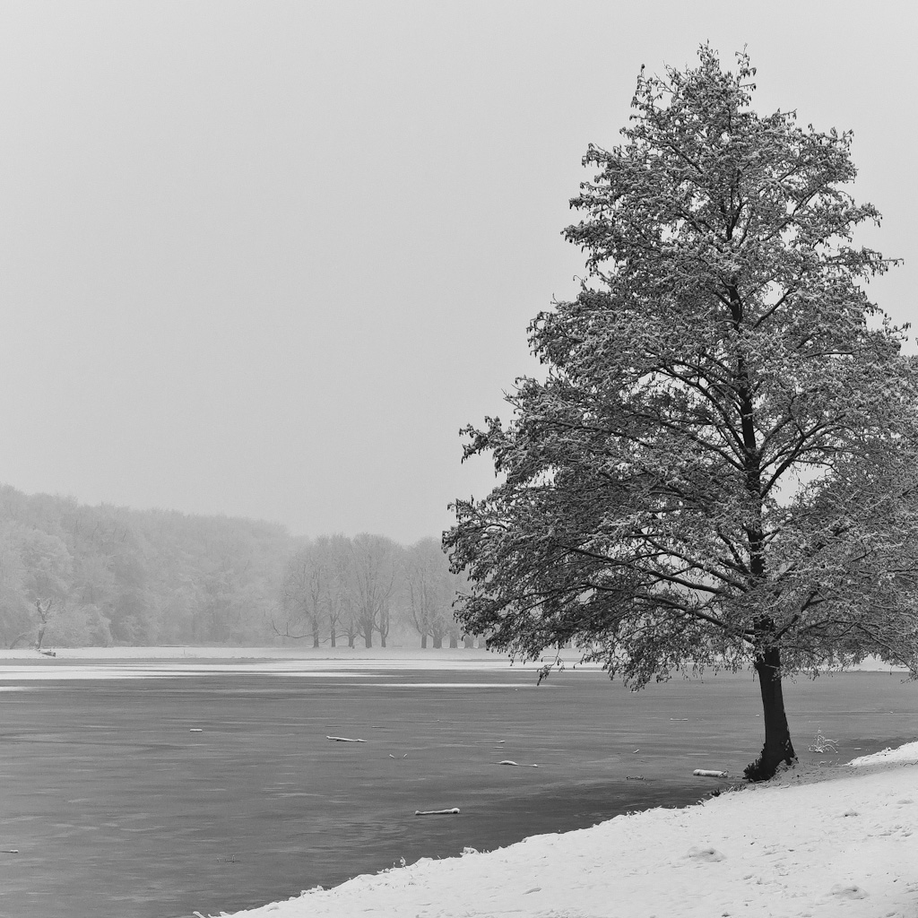 Baum am Weiher #2