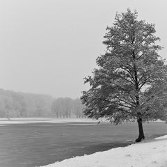 Baum am Weiher #2