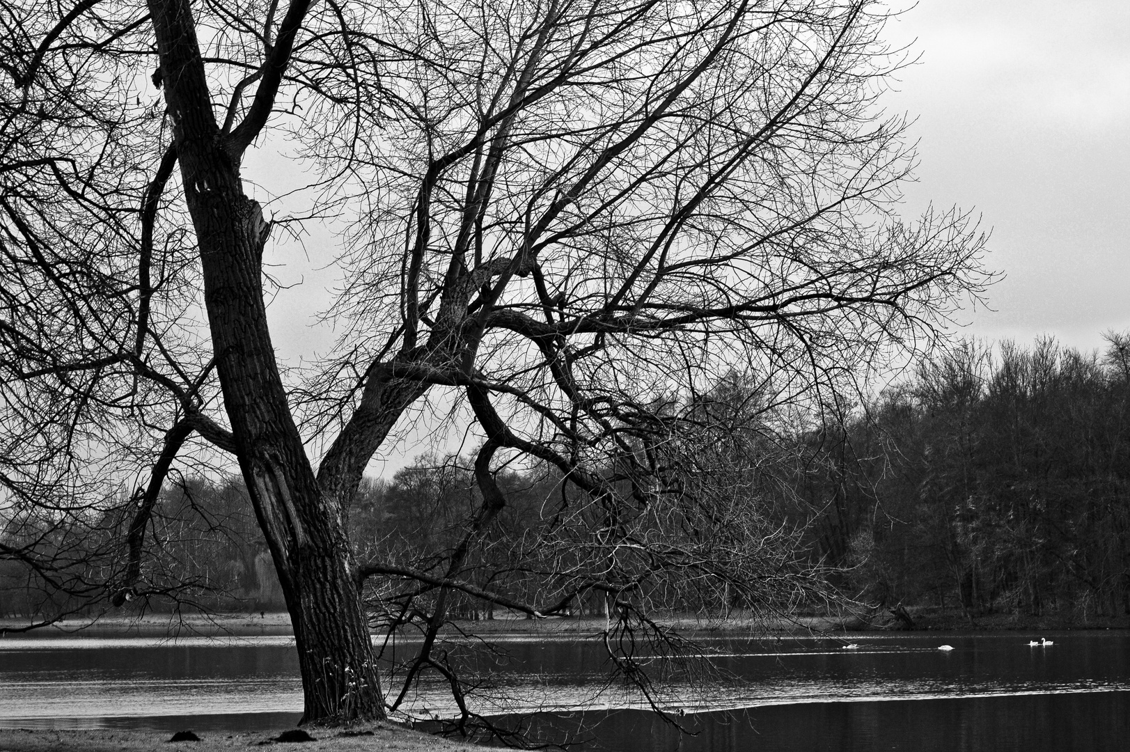 Baum am Weiher