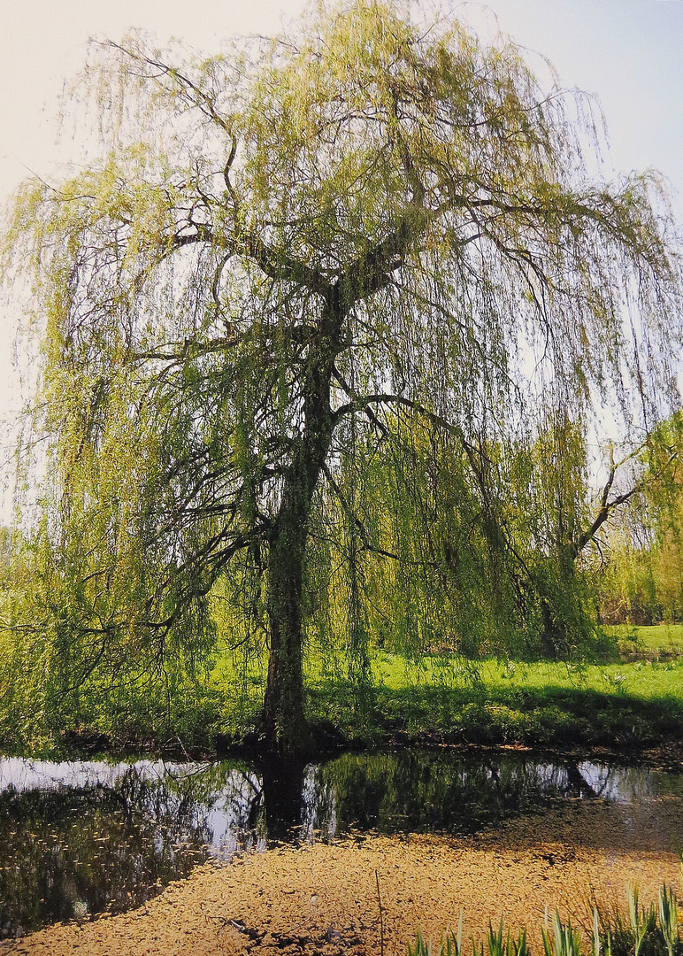 Baum am Weiher