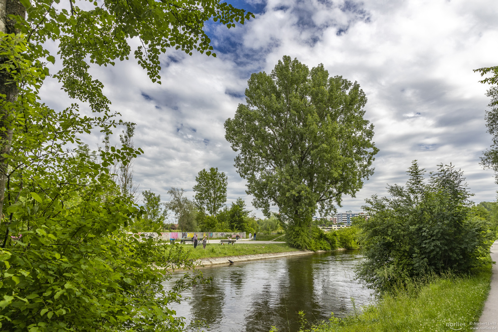 Baum am Wertachkanal