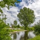 Baum am Wertachkanal