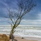 Baum am Weststrand