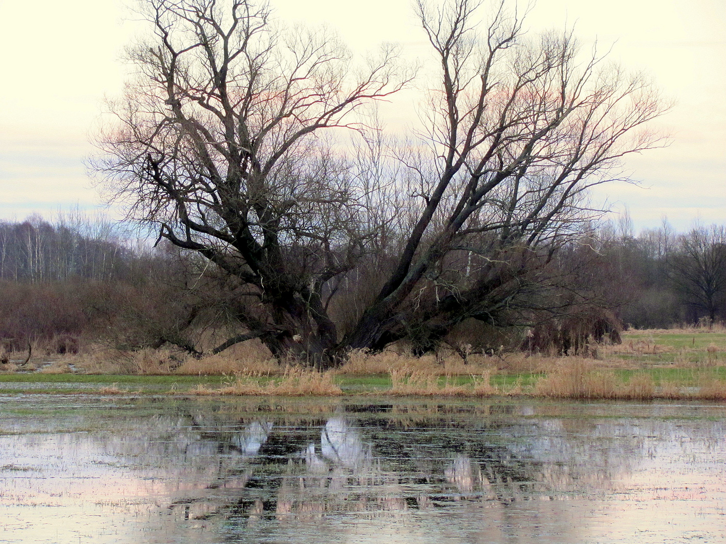 Baum am Wiesen-Spiegel