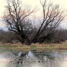 Baum am Wiesen-Spiegel