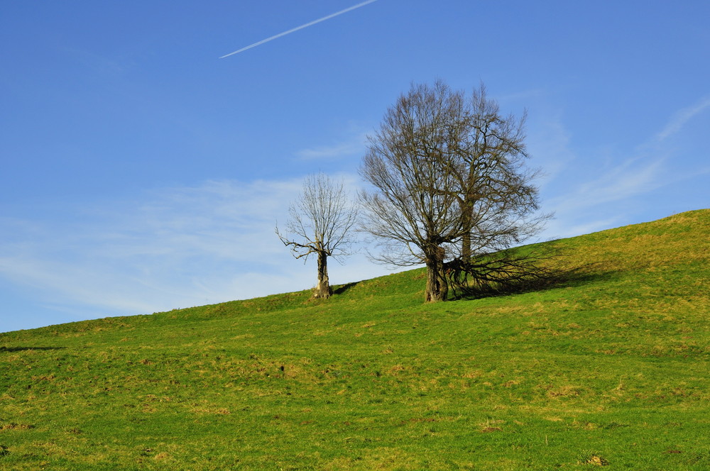 Baum am Wiesenhang