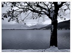 Baum am Wörther See