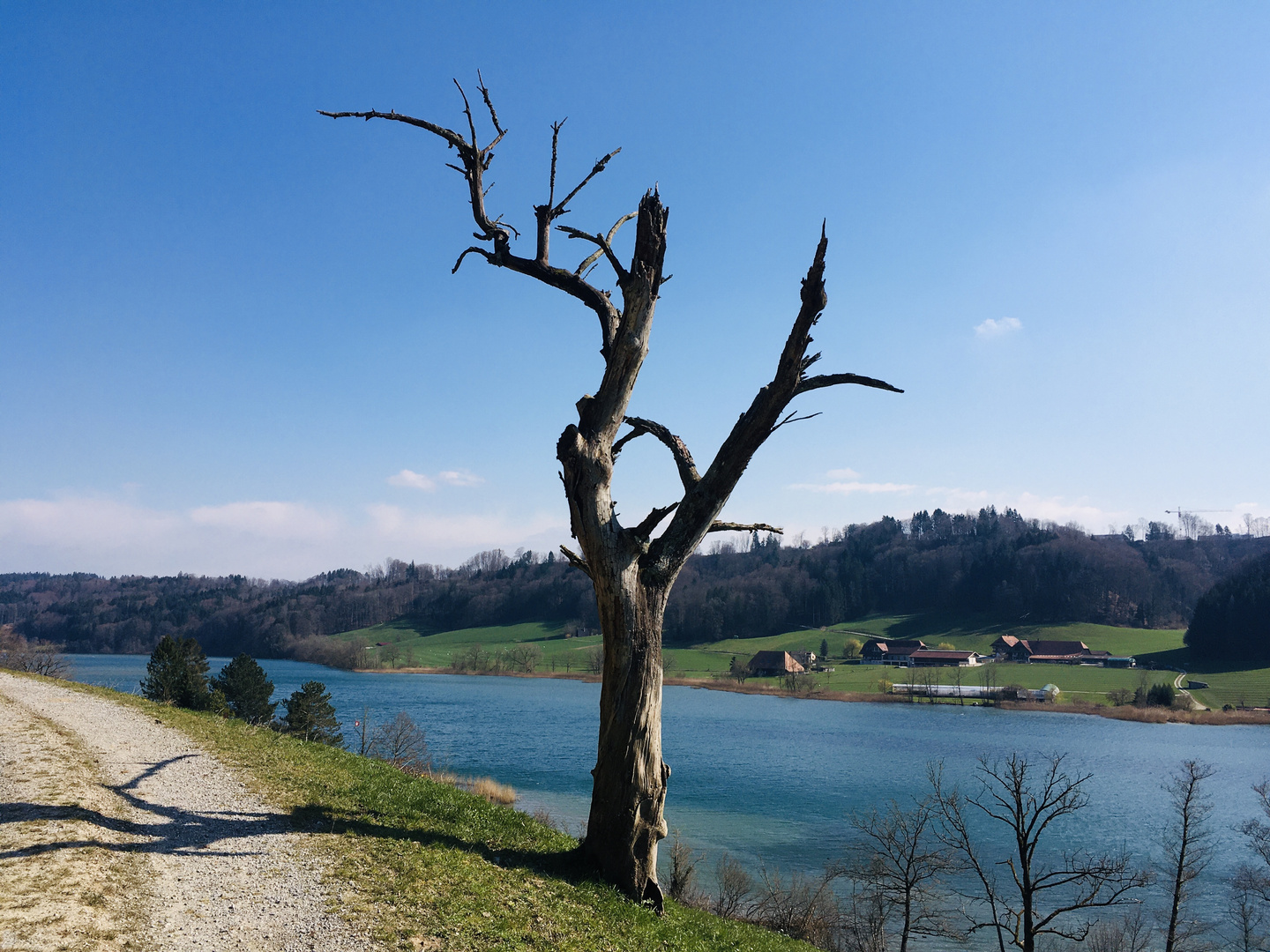 Baum am Wohlensee