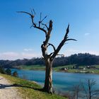 Baum am Wohlensee