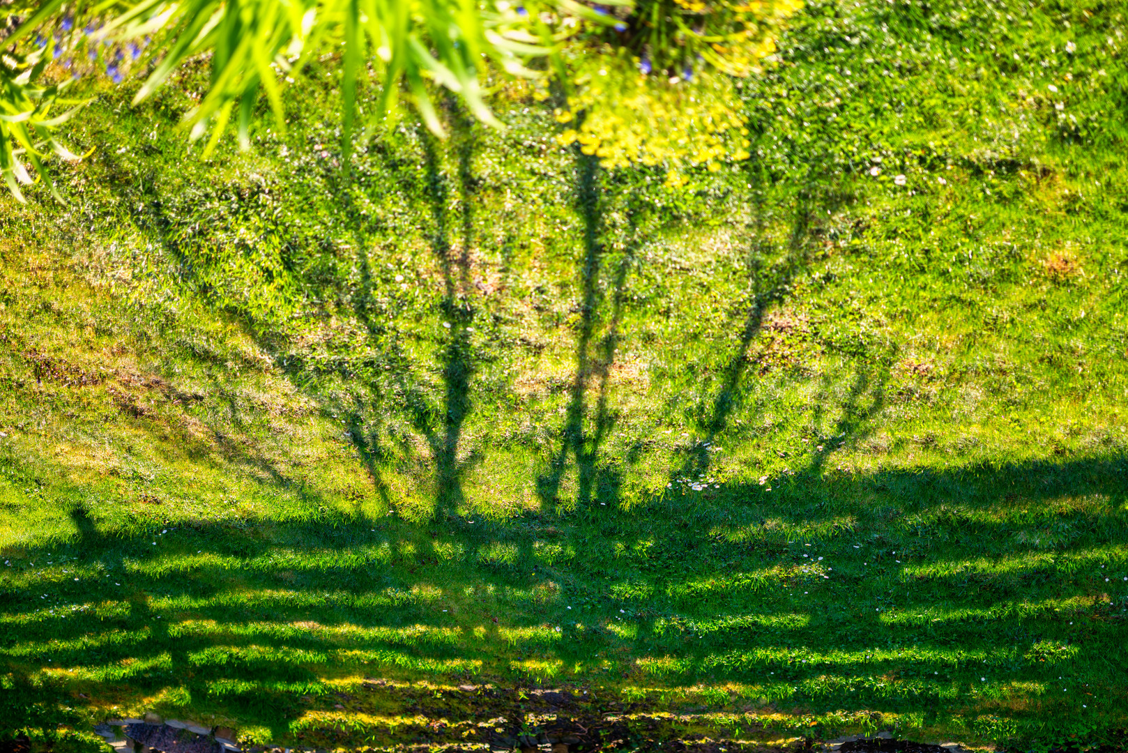 Baum am Zaun