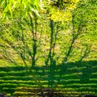 Baum am Zaun