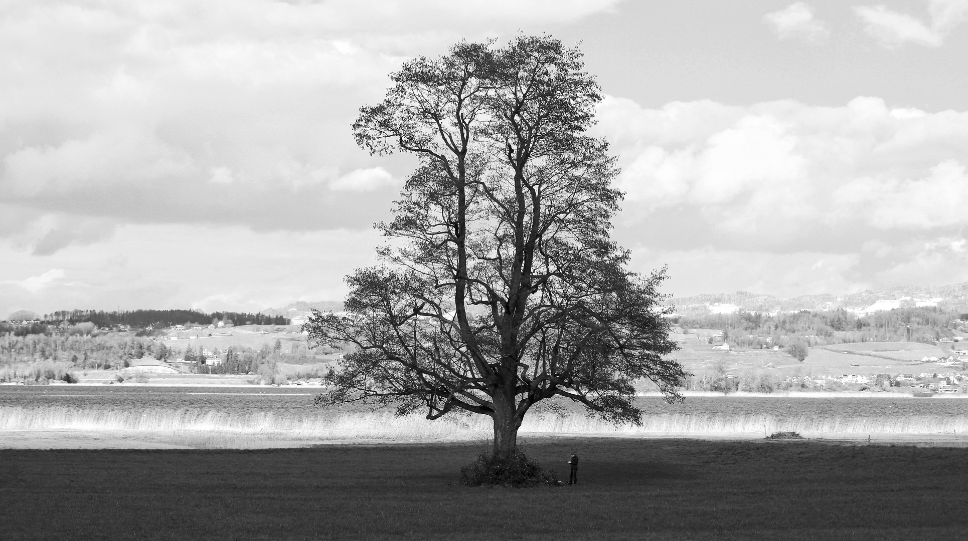 Baum am Zürichsee