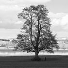 Baum am Zürichsee