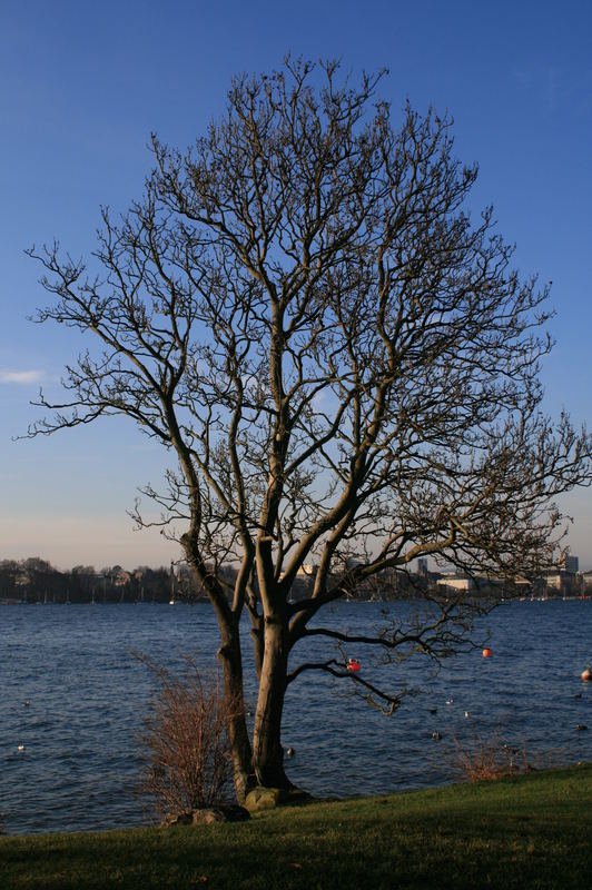 Baum am Zürichsee