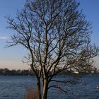 Baum am Zürichsee