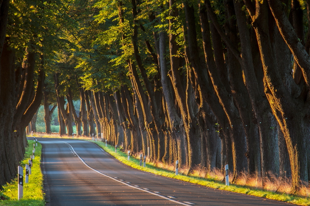 Baum an Baum im Morgenlicht