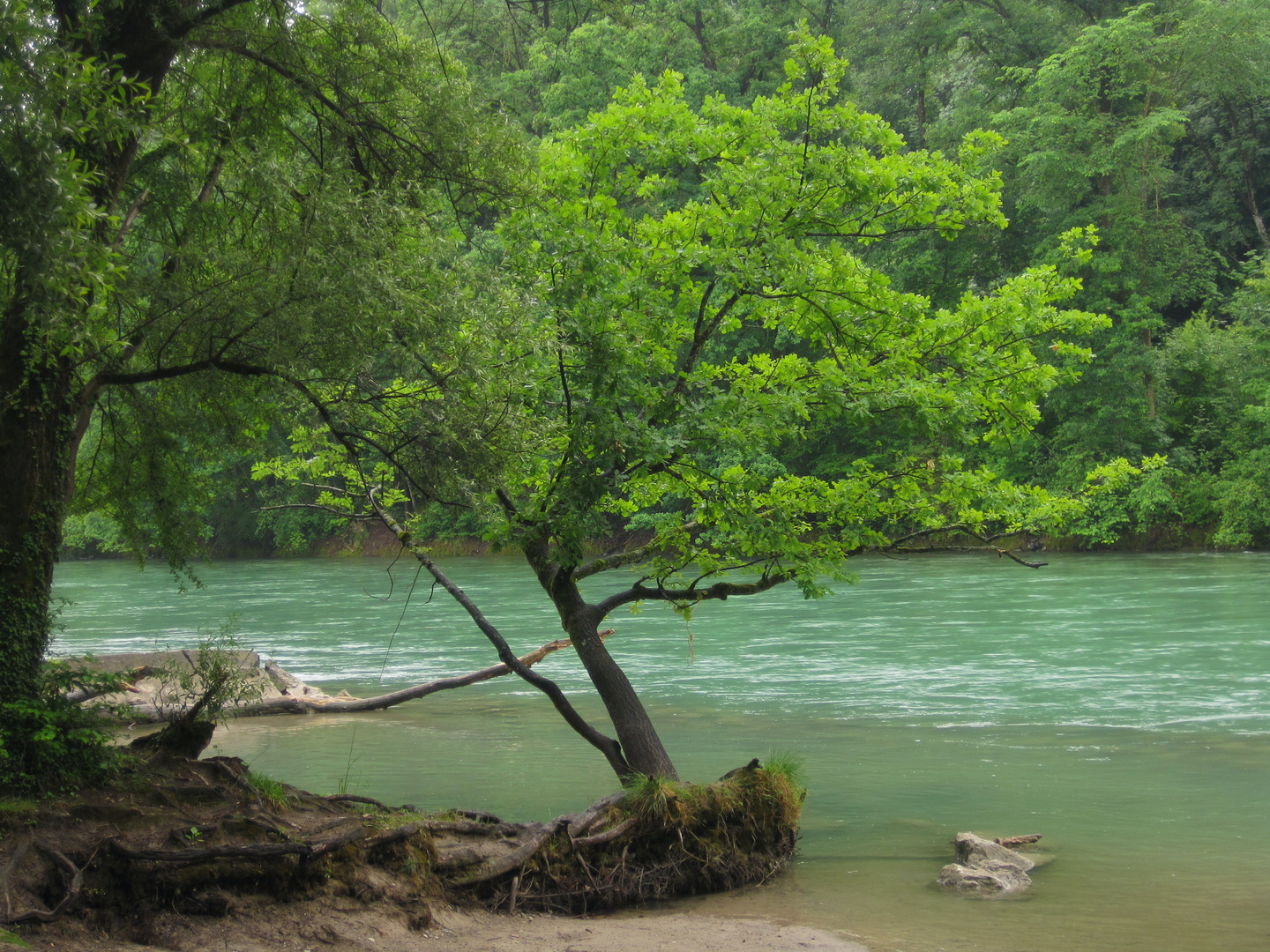 Baum an der Aare Frühling