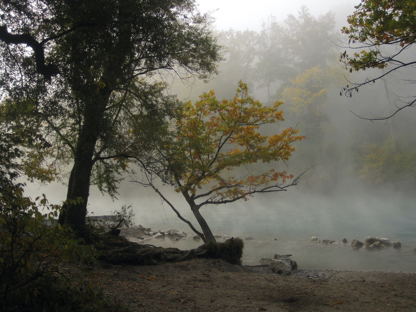 Baum an der Aare Herbst 1