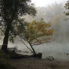 Baum an der Aare Herbst 1