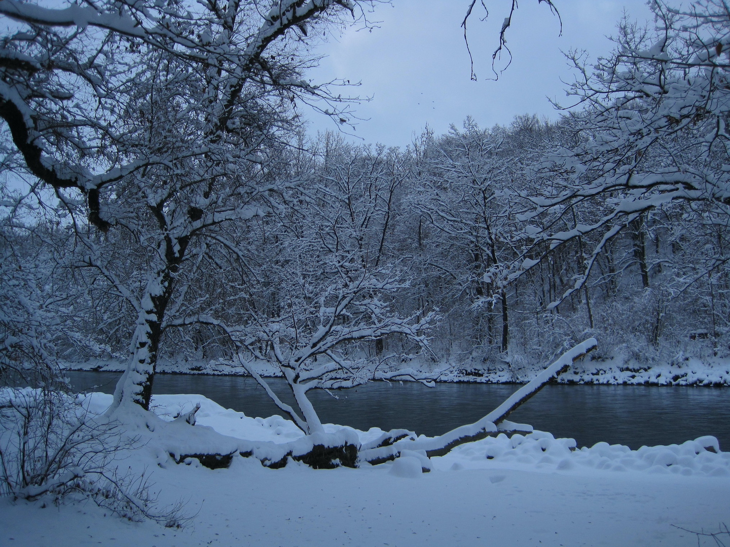 Baum an der Aare Winter 2