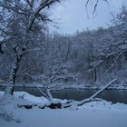 Baum an der Aare Winter 2