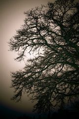 Baum an der Alten Landstraße